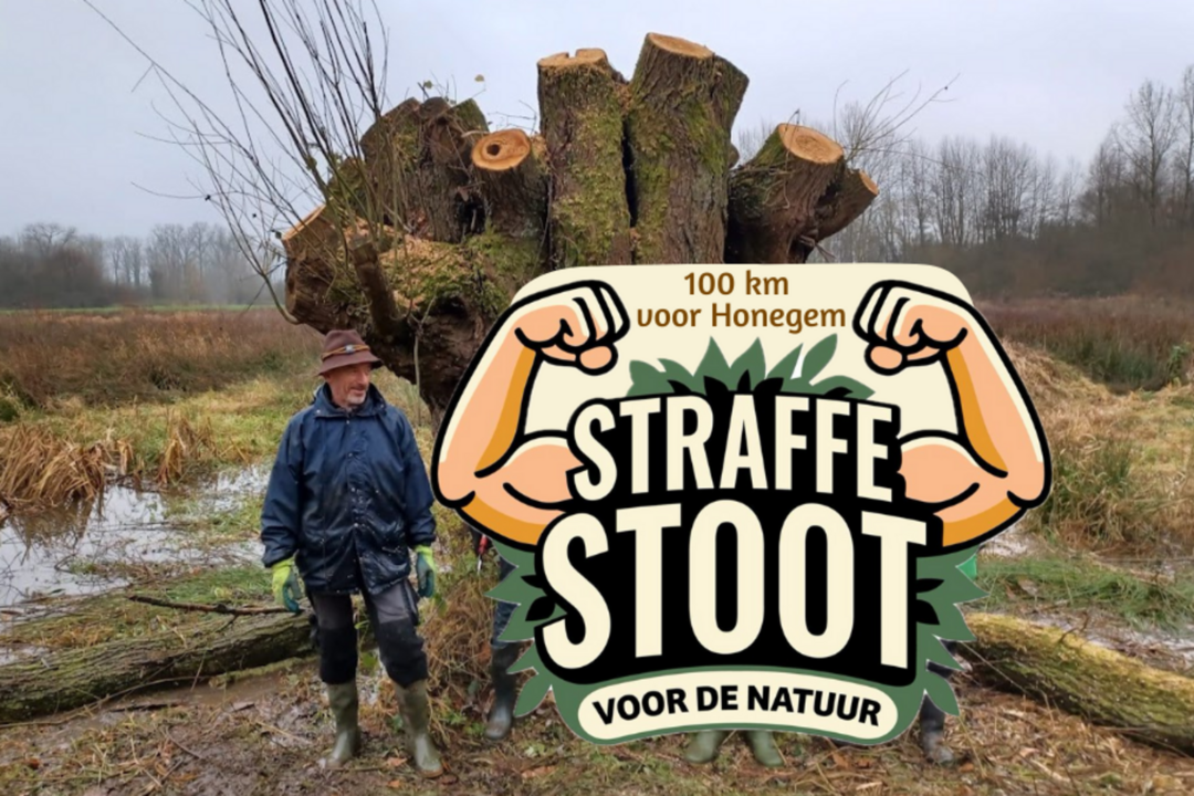 Banner Werner